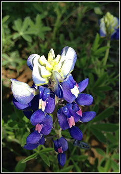 purple and white flowers